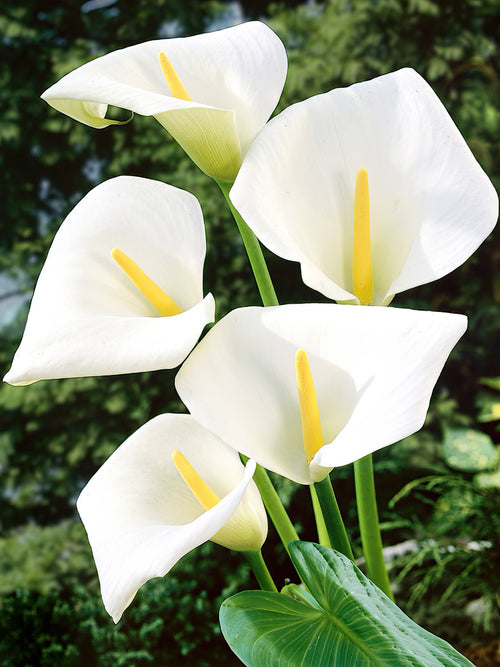 Le grand calla blanc classique (Aethiopica)