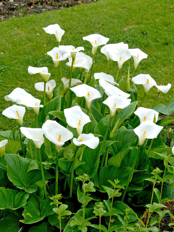 Le grand calla blanc classique (Aethiopica)