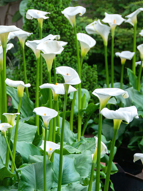 Le grand calla blanc classique (Aethiopica)