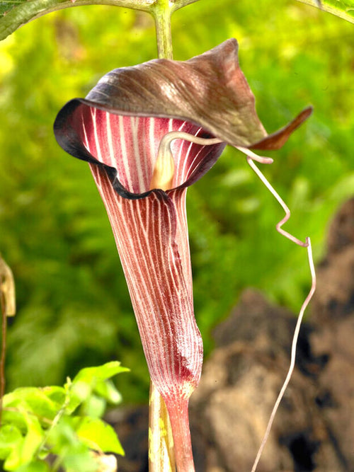 Cobra Lily (Arisaema) Arisaema speciosum - Achat en ligne