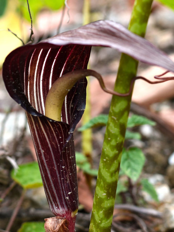 Arisaema speciosum - Arisaema speciosum - Achat en ligne