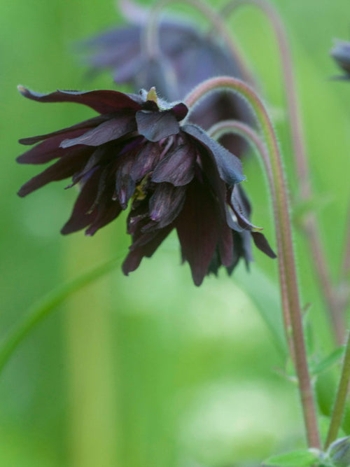 Ancolie Black Barlow - Bulbes à Fleurs