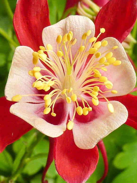 Ancolie Crimson Star (rouge et blanche) - Aquilegia vulgaris