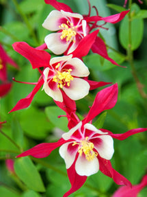 Ancolie (Aquilegia) Crimson Star