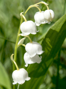 Convallaria majalis (Muguet de mai)