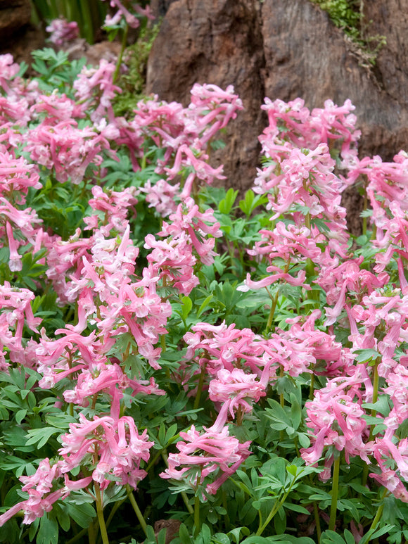 Corydalis solida ‘Beth Evans’ aux fleurs rose tendre dans un jardin ombragé