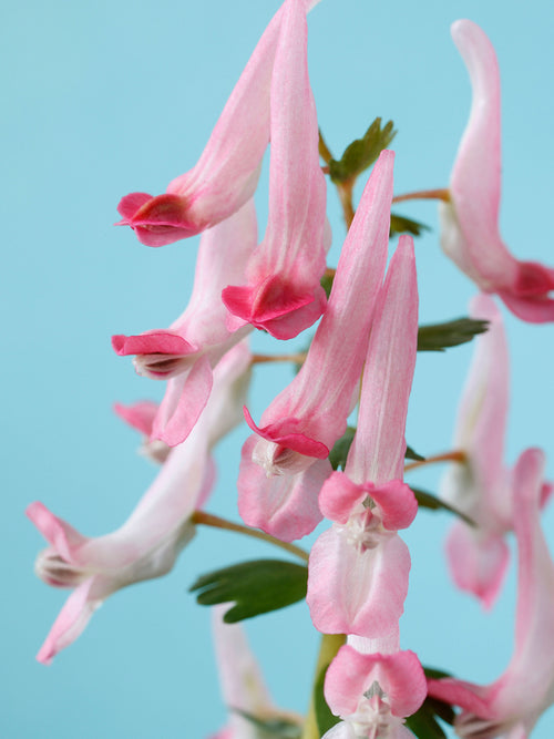 Corydalis solida ‘Beth Evans’ 