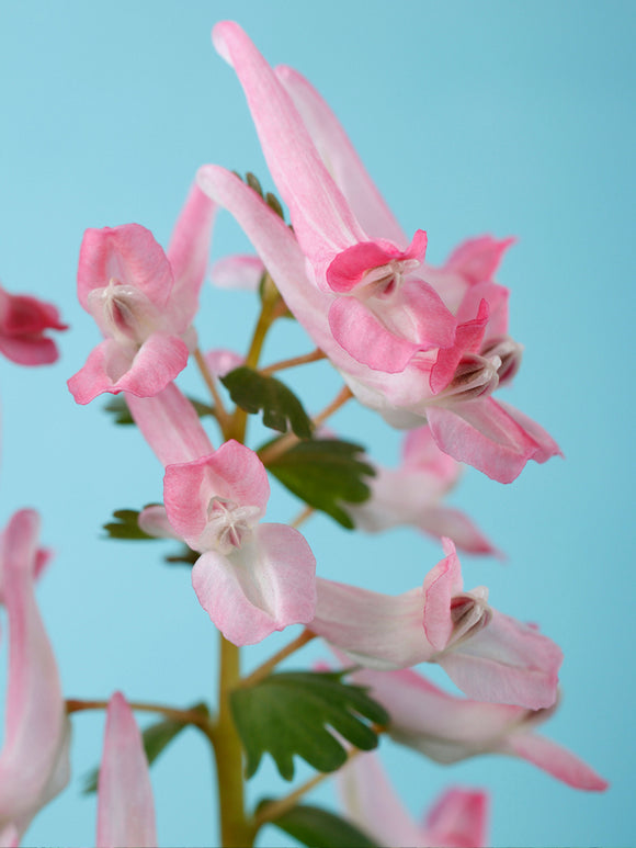 Corydalis solida ‘Beth Evans’ 