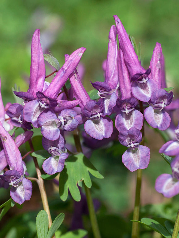 Corydalis solida ‘Purple Bird’ aux fleurs violet pourpre dans une zone ombragée