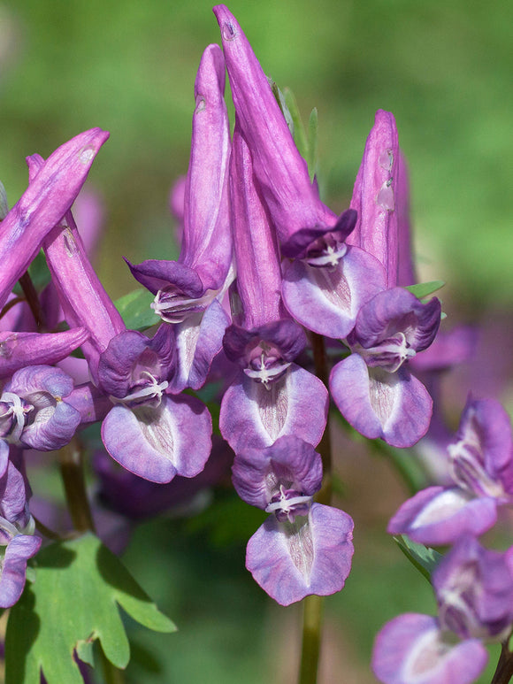 Gros plan des fleurs violettes de Corydalis solida ‘Purple Bird’ avec feuillage fin