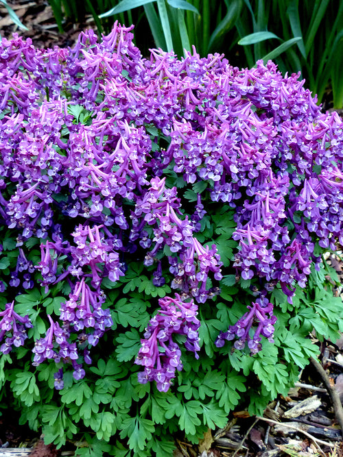 Corydalis solida ‘Purple Bird’