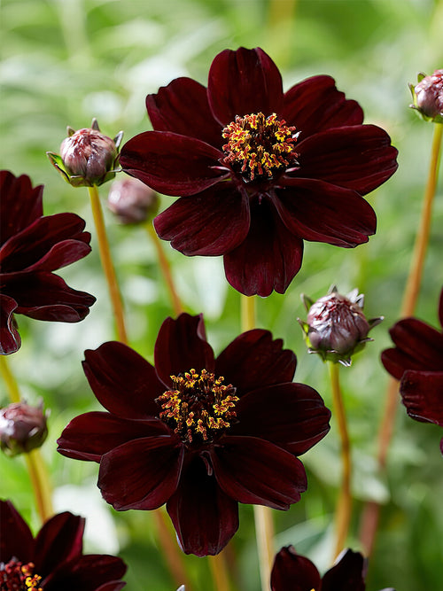 Commandez vos Cosmos Atrosanguineus pour les recevoir au printemps !