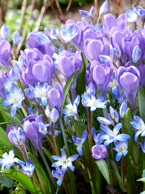 Crocus Hummingbird