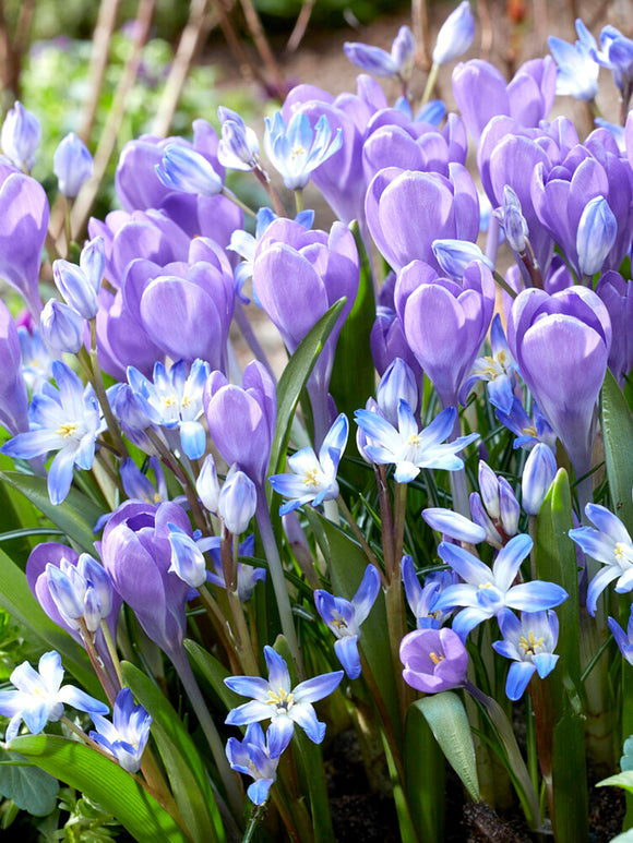 Crocus Hummingbird