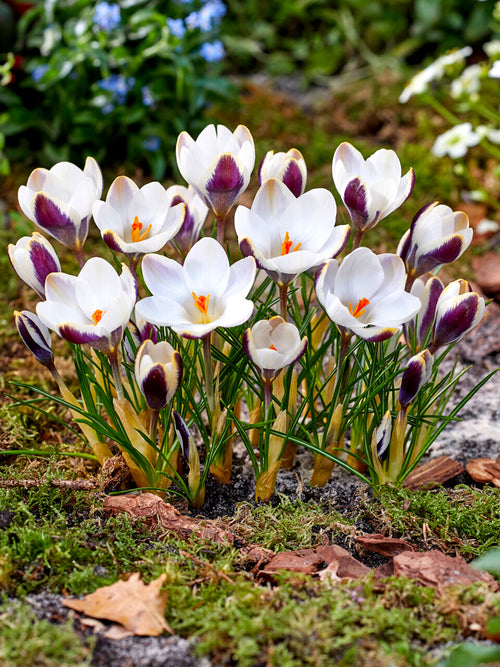 Crocus Panda en floraison dans un massif au printemps