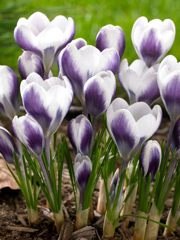Crocus Prince Claus aux pétales blancs et violets