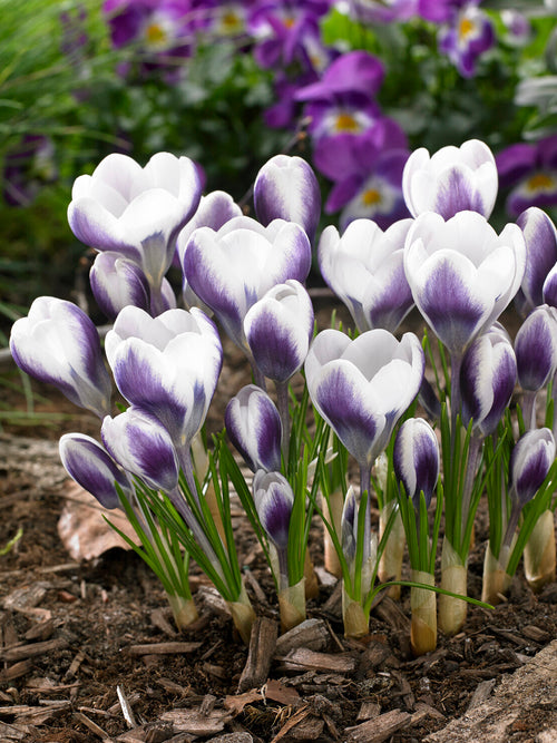 Crocus Prince Claus