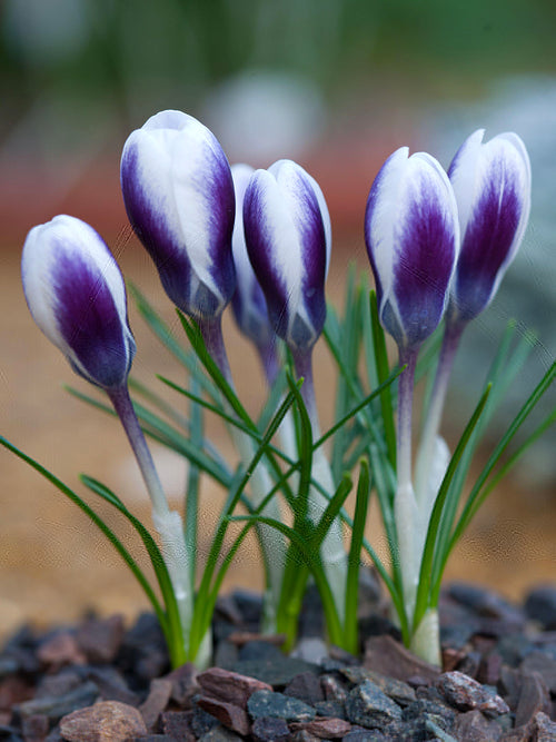Crocus Prince Claus en fleurs sous la lumière du printemps