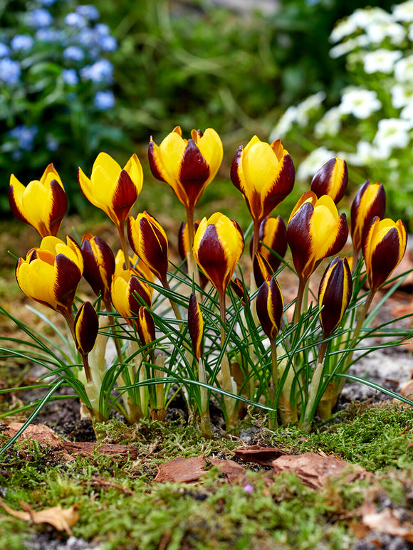 Crocus Queen Bee apportant des couleurs vives au jardin