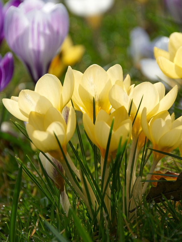 Crocus Romance en fleurs dans un massif