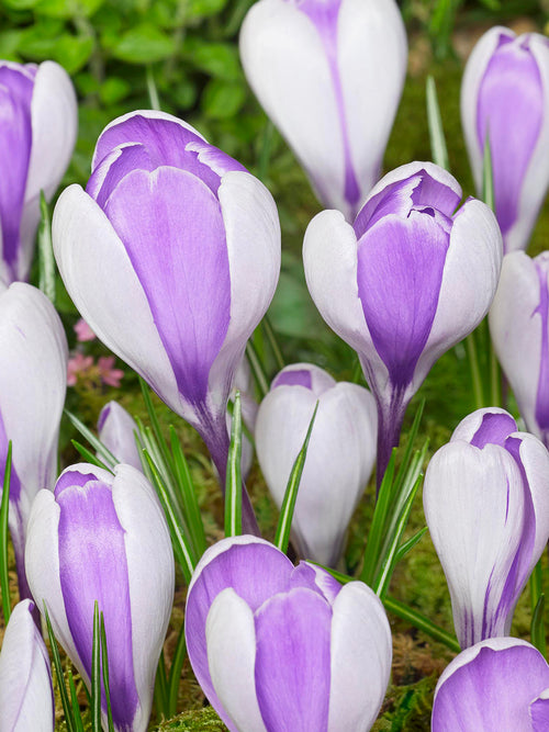 Blossom du Crocus Whale Shark sous la lumière du matin