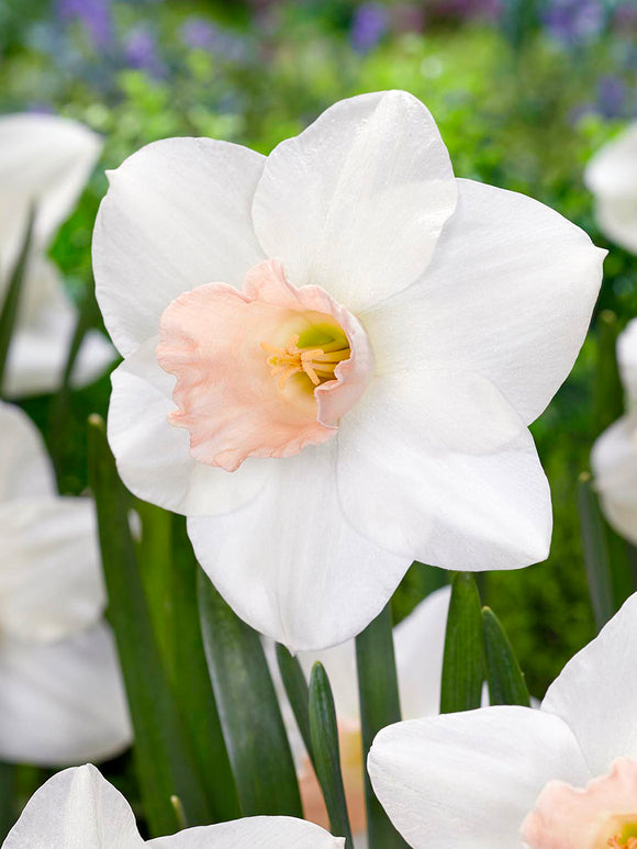 Jonquille Blushing Belle blanche et rose