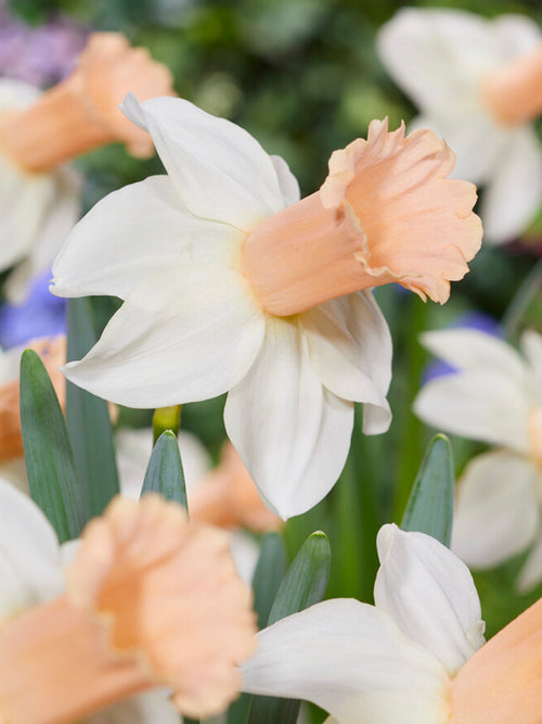 Narcisse ‘Llanfair’ planté en bordure ou massif printanier