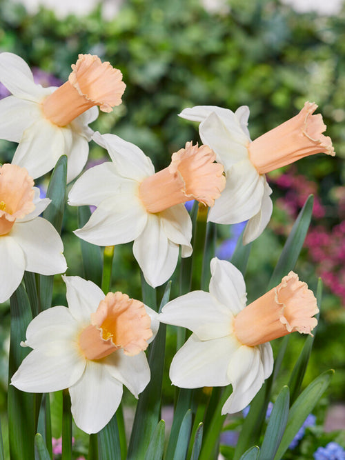 Fleurs coupées de narcisse ‘Llanfair’ disposées en vase