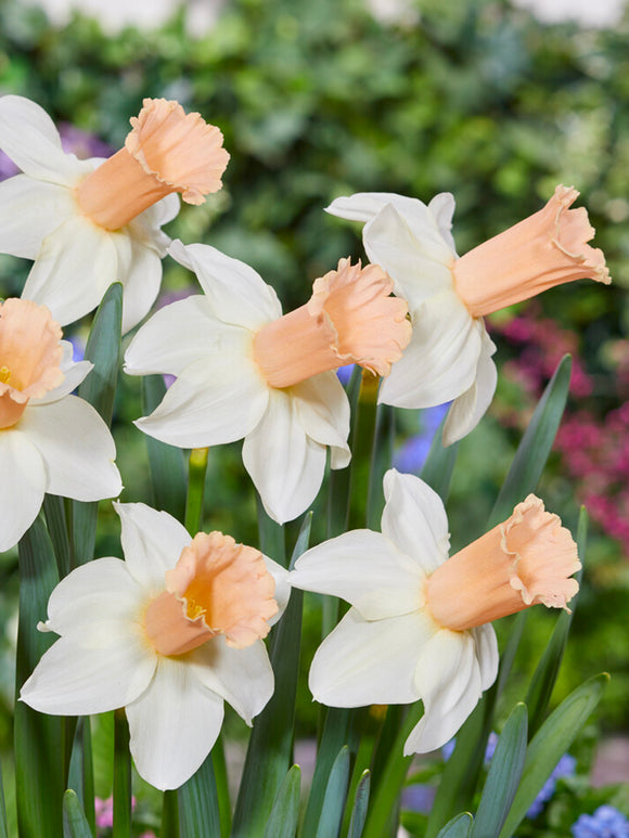 Fleurs coupées de narcisse ‘Llanfair’ disposées en vase
