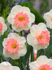 Jonquille Pink Parasol