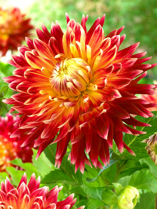 Dahlia bulbes Akita