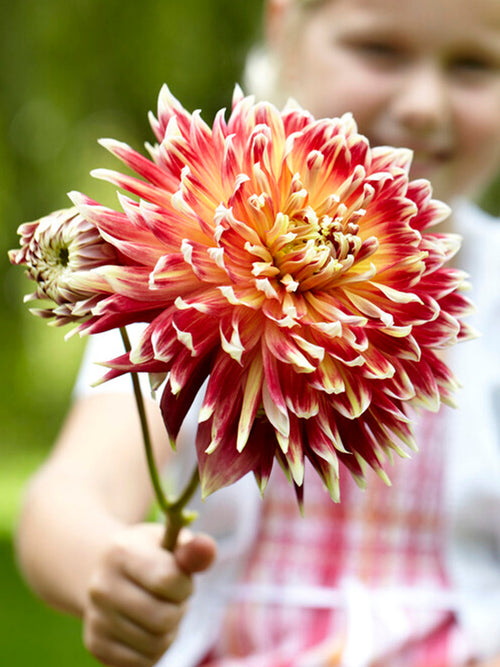 Dahlia Akita de Hollande
