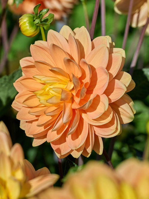 Tubercules de Dahlia Aladdin's Lamp, livraison au printemps pour une plantation printanière
