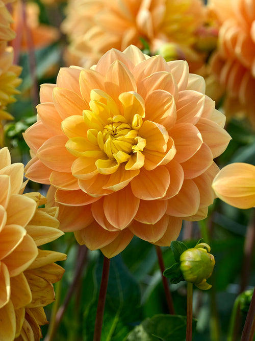 Tubercules de Dahlia Aladdin's Lamp décoratif, livraison au printemps