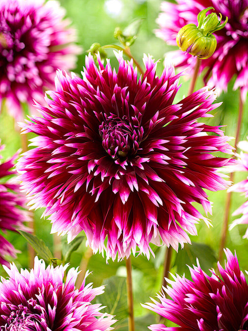 Dahlia ‘Alauna Clair-Obscur’ rouge et blanc