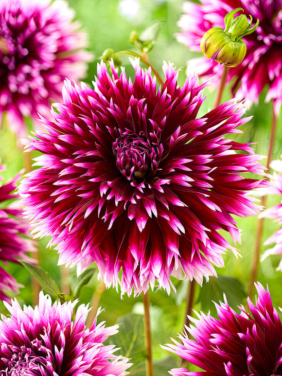 Dahlia ‘Alauna Clair-Obscur’ rouge et blanc