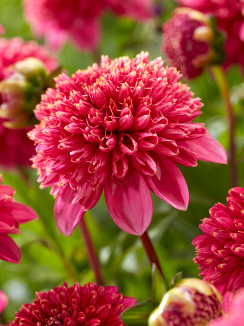 Tubercules premium de Dahlia Alyshia pour plantation au printemps