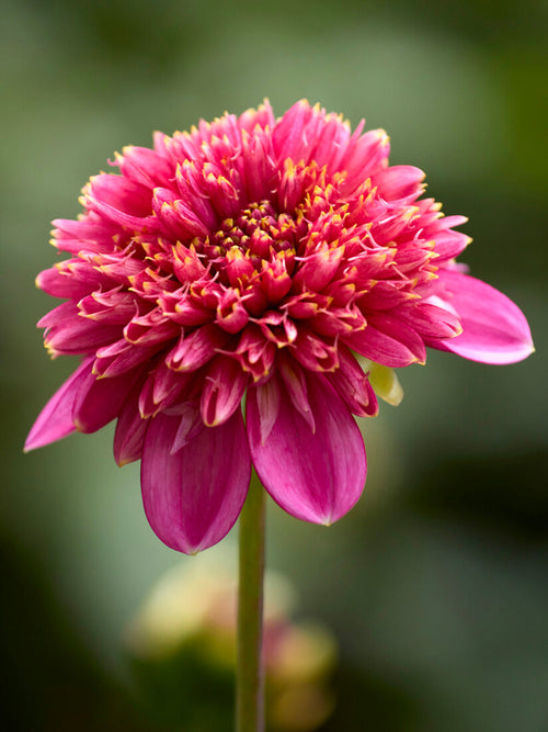 Tubercules de Dahlia Alyshia, livraison au printemps pour une plantation printanière