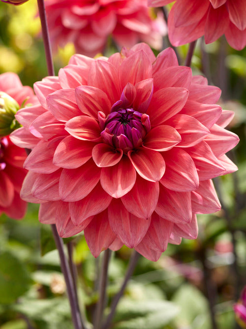 Acheter des tubercules de Dahlia American Dawn pour le jardin d'été
