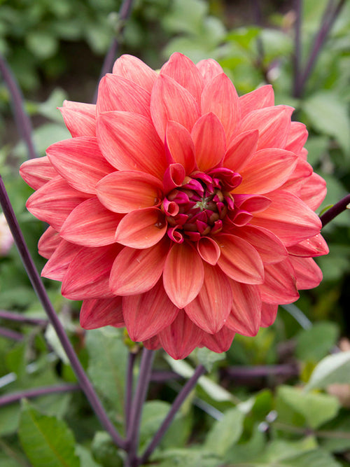Tubercules de Dahlia American Dawn aux fleurs rose poudré et bronze
