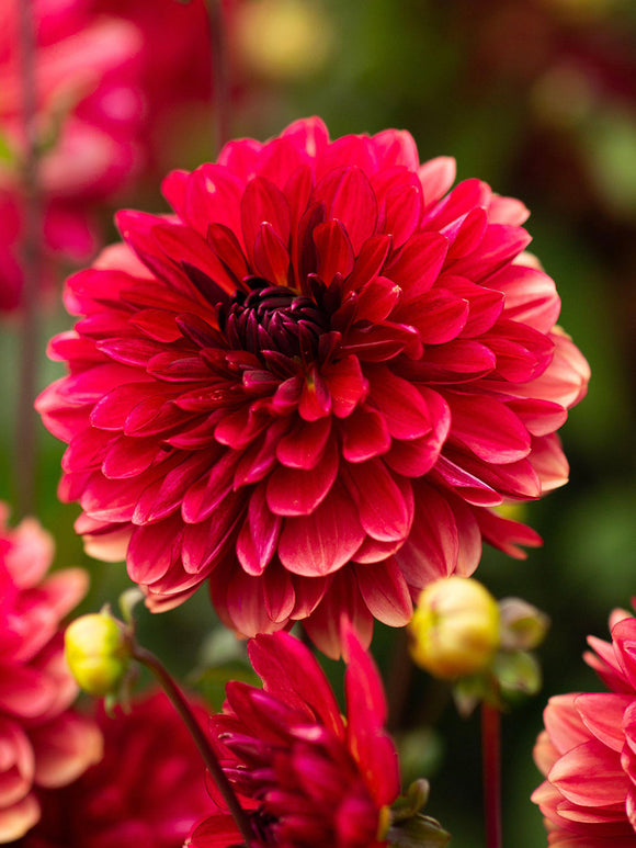 Dahlia ‘Antibes’ rouge corail éclatant