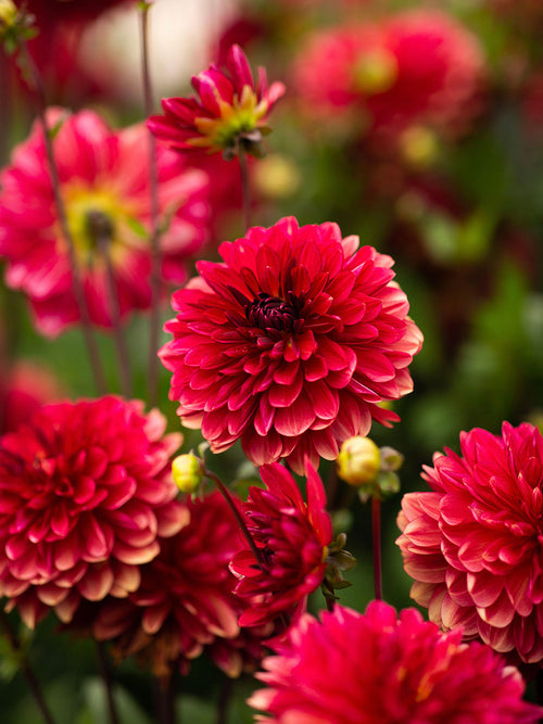 Fleur rouge vif du dahlia ‘Antibes’
