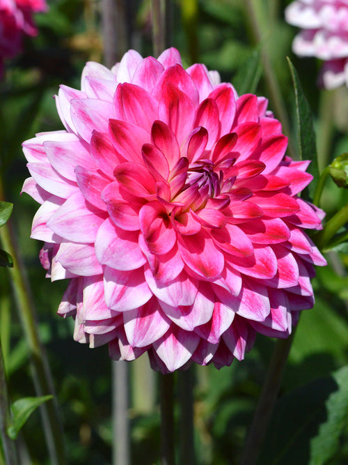 Dahlia Arthur Hambley de Hollande
