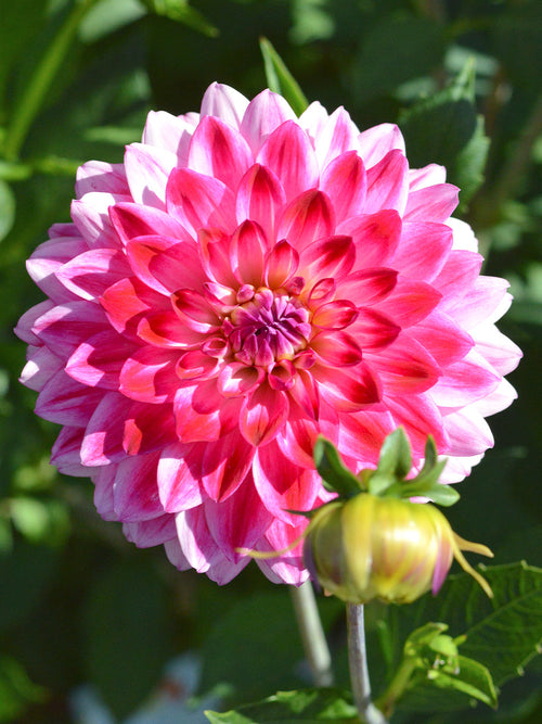 Bulbes Dahlias Arthur Hambley