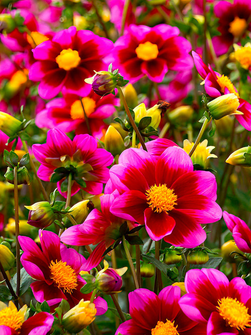 Dahlia ‘Bashful’ au jardin estival