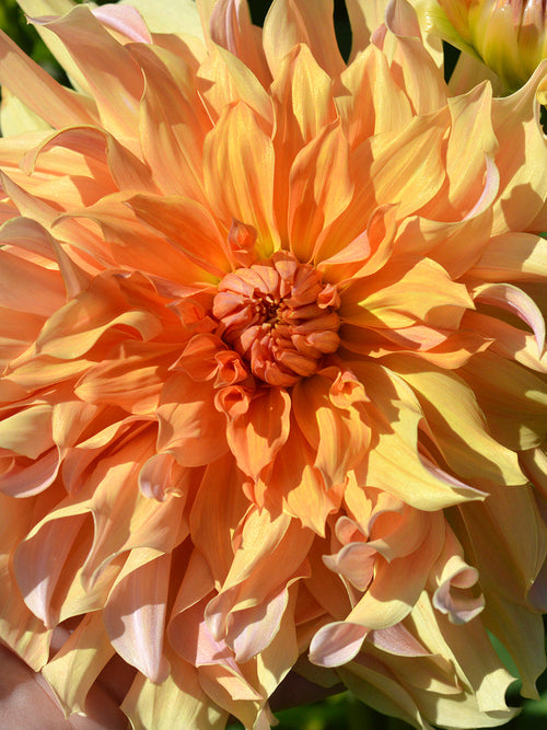 Dahlia Big Brother | DutchGrown™