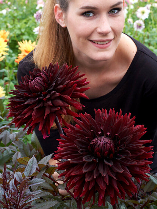 Tubercules de Dahlia Black Jack aux fleurs bordeaux foncé