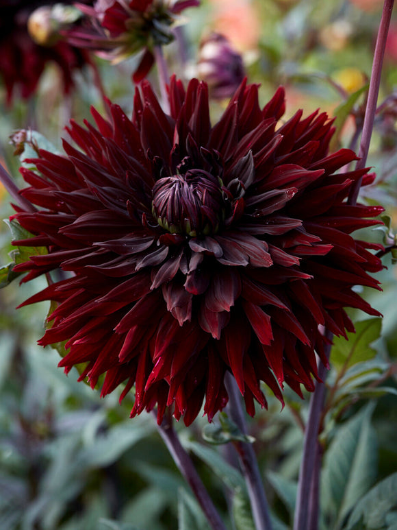 Tubercules de Dahlia Black Jack pour massifs et jardins de fleurs à couper