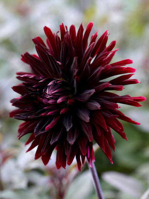 Acheter des tubercules de Dahlia Black Jack pour le jardin d'été