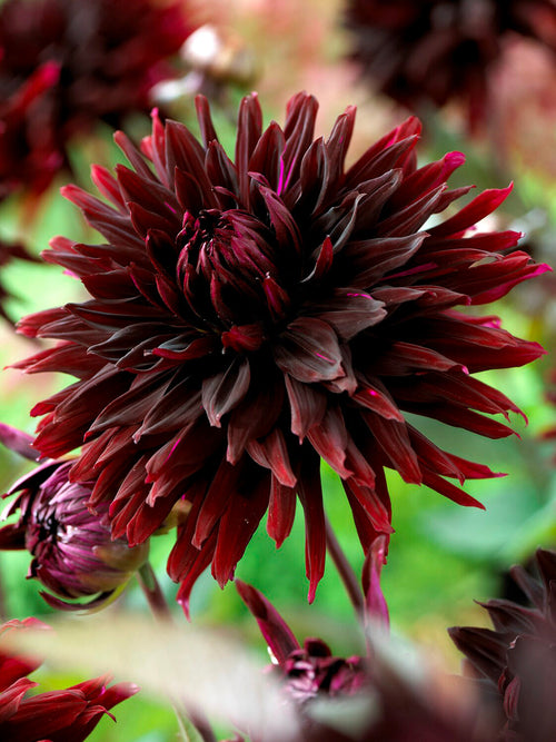Tubercules de Dahlia Black Jack, livraison au printemps pour une plantation printanière